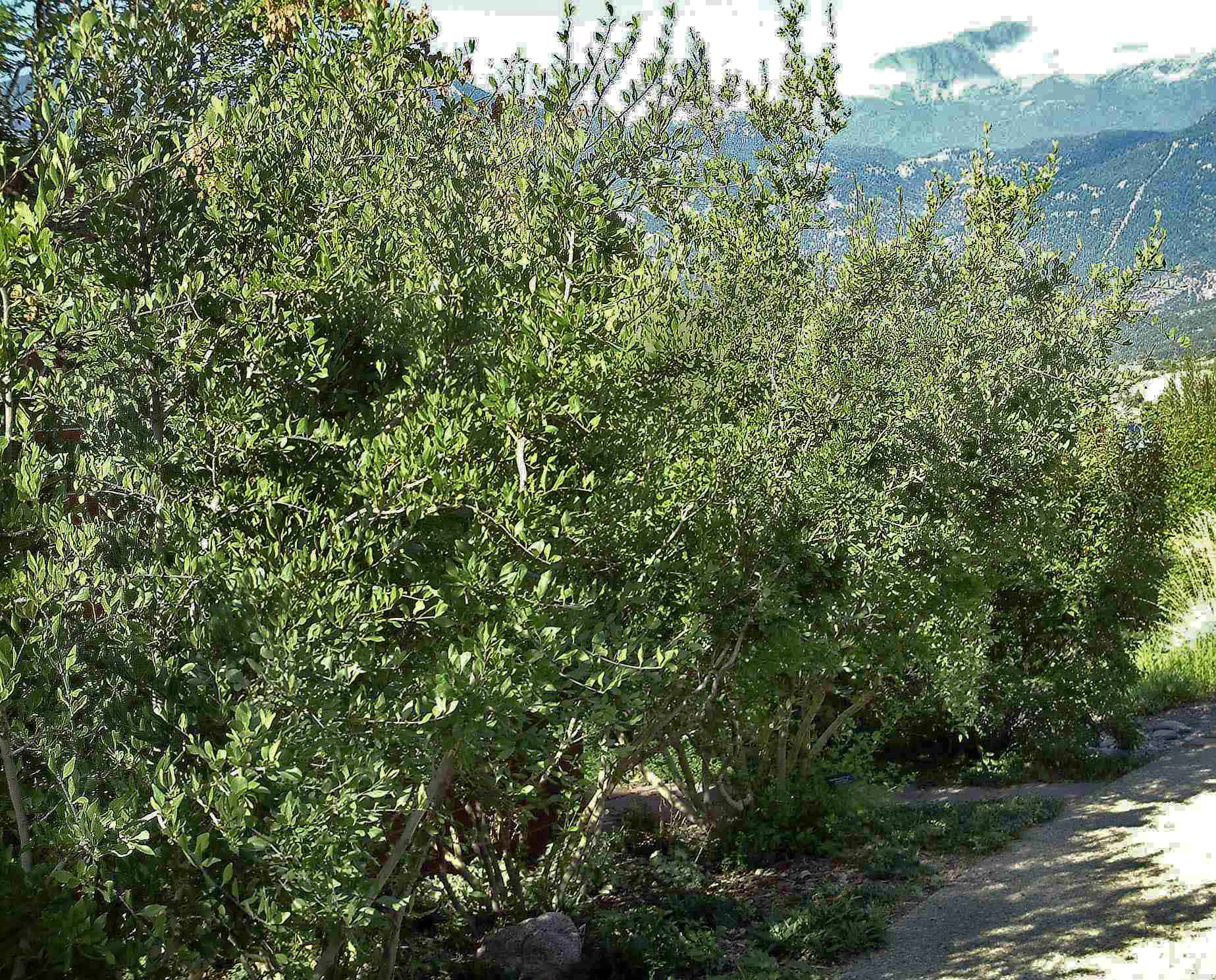 Curl-leaf Mountain Mahogany